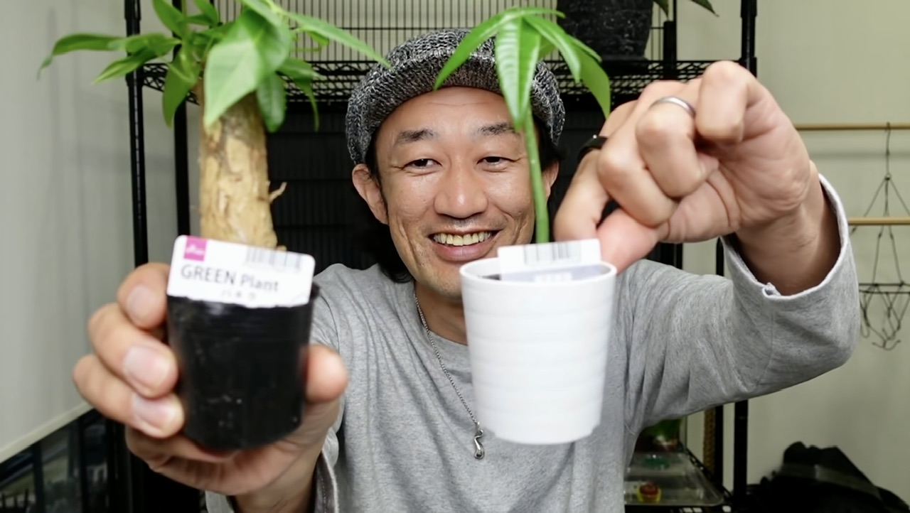 【保存版】え？こんな植物も！？ダイソーで販売された観葉植物一覧のコンプリートを目指す【DAISO】